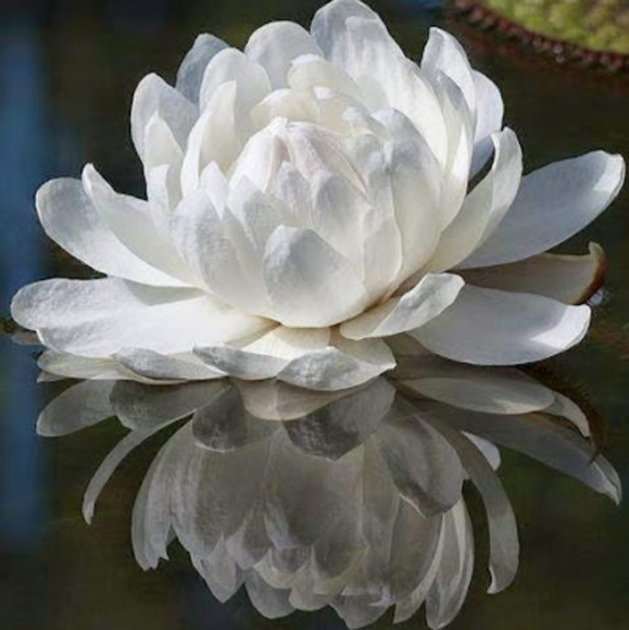 Meet your Posher, Ling - Picture 1 of 1